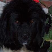 Newfoundlænder laika