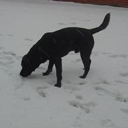 Labrador retriever Nordrehøj Black Magnus