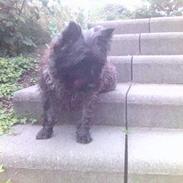 Cairn terrier Tilde