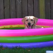 Labrador retriever Dumle