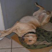 Labrador retriever Dumle