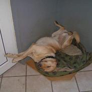 Labrador retriever Dumle