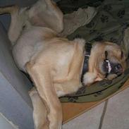 Labrador retriever Dumle