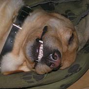 Labrador retriever Dumle