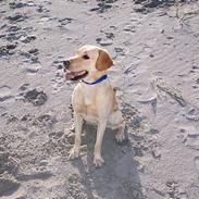 Labrador retriever Nemo 