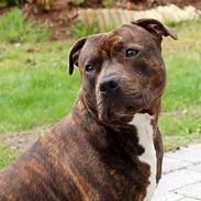 Staffordshire bull terrier  mann2