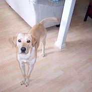 Labrador retriever Nemo 