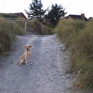 Labrador retriever Nemo 