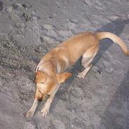 Labrador retriever Nemo 