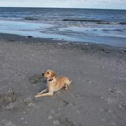 Labrador retriever Nemo 