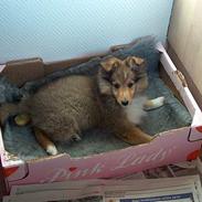 Shetland sheepdog Tobby