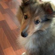 Shetland sheepdog Tobby