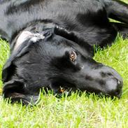 Labrador retriever Laika