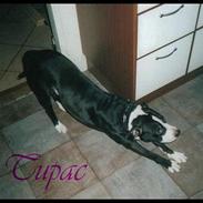 Amerikansk staffordshire terrier Tupac