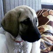 Blanding af racer Shiva 