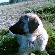 Blanding af racer Shiva 