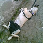 Blanding af racer Shiva 