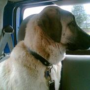 Blanding af racer Shiva 