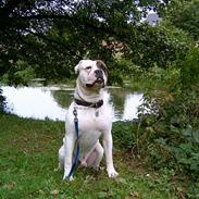 Amerikansk bulldog loke