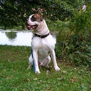 Amerikansk bulldog loke