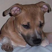 Staffordshire bull terrier Frederikke