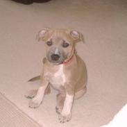 Staffordshire bull terrier Frederikke