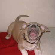 Staffordshire bull terrier Frederikke