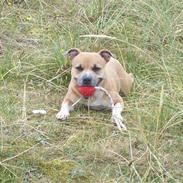 Staffordshire bull terrier Frederikke