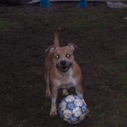 Staffordshire bull terrier Frederikke