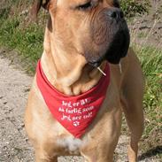 Blanding af racer Harley ~~ R.I.P. ~~