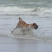 Blanding af racer Harley ~~ R.I.P. ~~