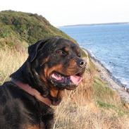 Rottweiler Cæsar.