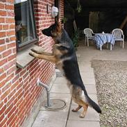 Schæferhund Darco