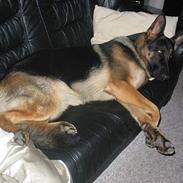 Schæferhund Darco