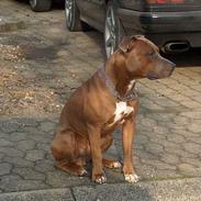 Amerikansk staffordshire terrier anton