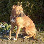 Amerikansk staffordshire terrier anton