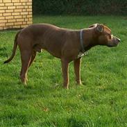 Amerikansk staffordshire terrier anton