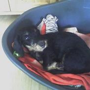 Gravhund <3skipper<3