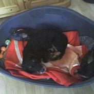 Gravhund <3skipper<3