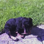 Gravhund <3skipper<3