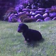 Gravhund <3skipper<3