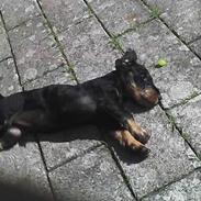 Gravhund <3skipper<3