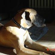 Grand danois Sally (solgt)