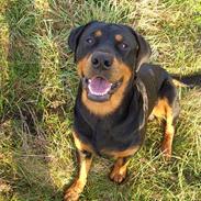 Rottweiler Nero