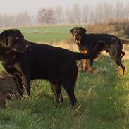 Rottweiler Nero