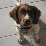 Field Trial spaniel Jason