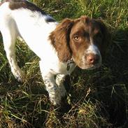 Field Trial spaniel Jason