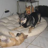 Finsk hyrdehund Finsk Hyrdehund Samir