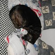 Blanding af racer Tulle