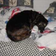 Blanding af racer Tulle